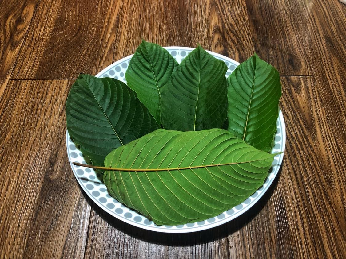 Popup CNX’s Fresh Kratom Leaf Tea Thailand Collection