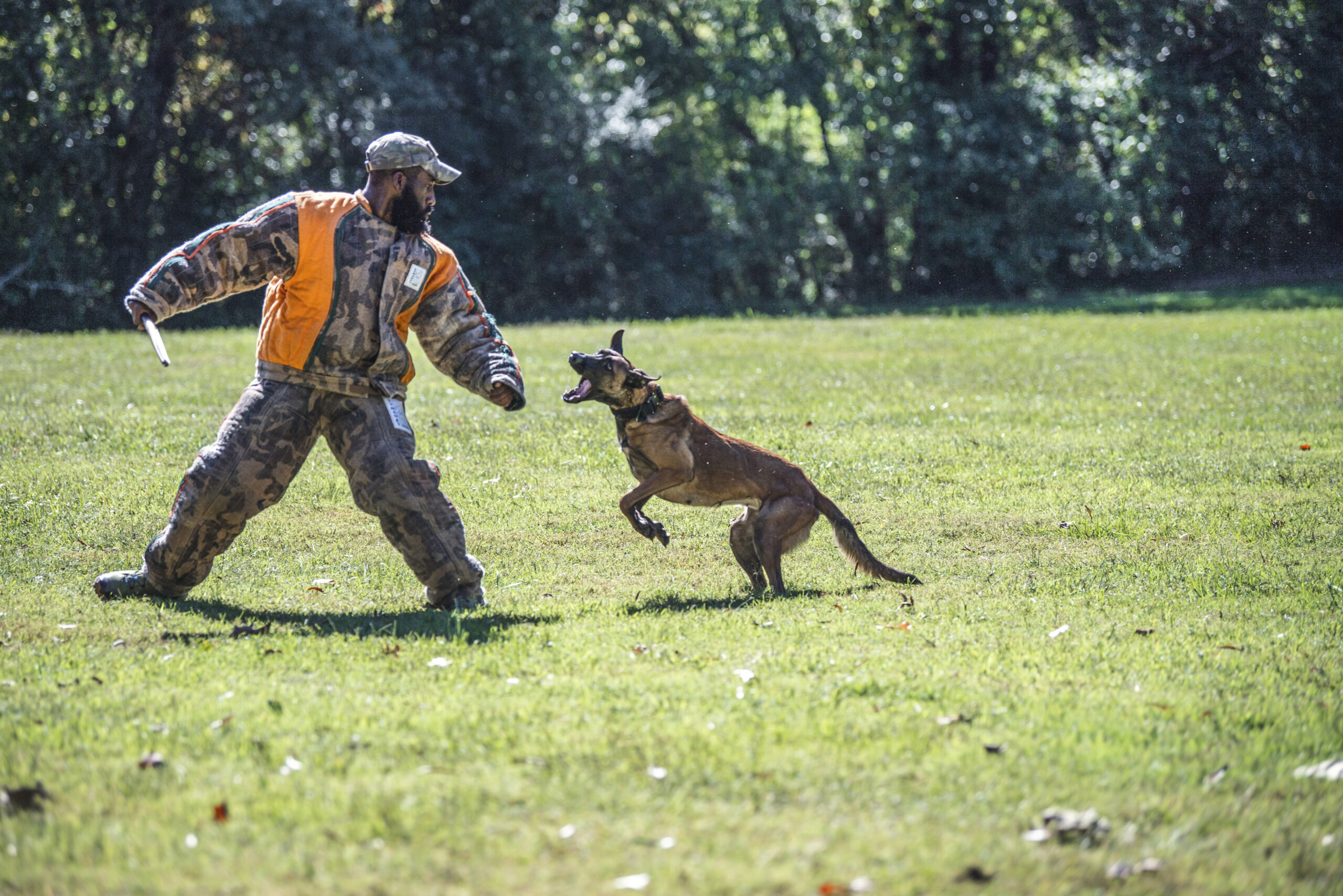 ASPCA Training Classes: A Smarter Path to a Well-Behaved Dog