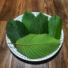 Popup CNX’s Fresh Kratom Leaf Tea Thailand Collection