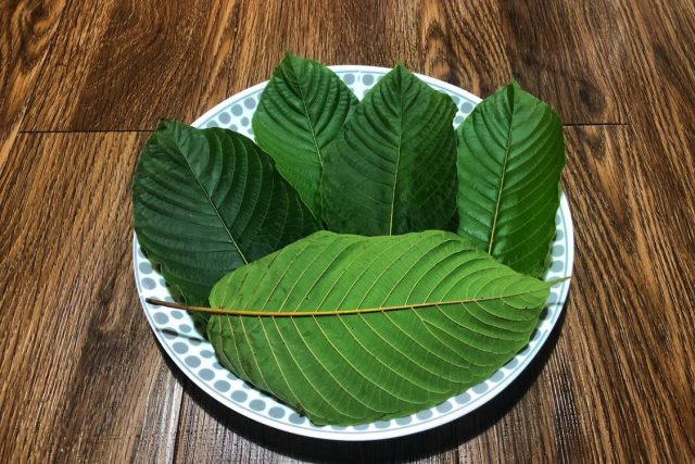 Popup CNX’s Fresh Kratom Leaf Tea Thailand Collection