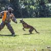 ASPCA Training Classes: A Smarter Path to a Well-Behaved Dog